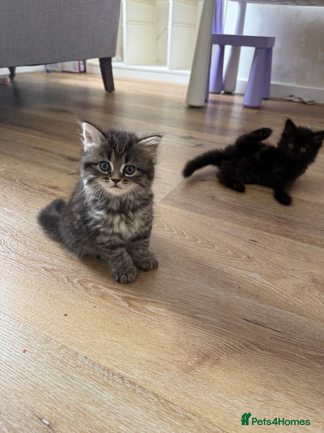 Persian cats for sale: Persian BSH kittens ready next weekend - Image 6