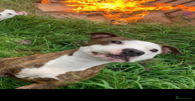 Staffordshire Bull Terrier dogs - Advert 1