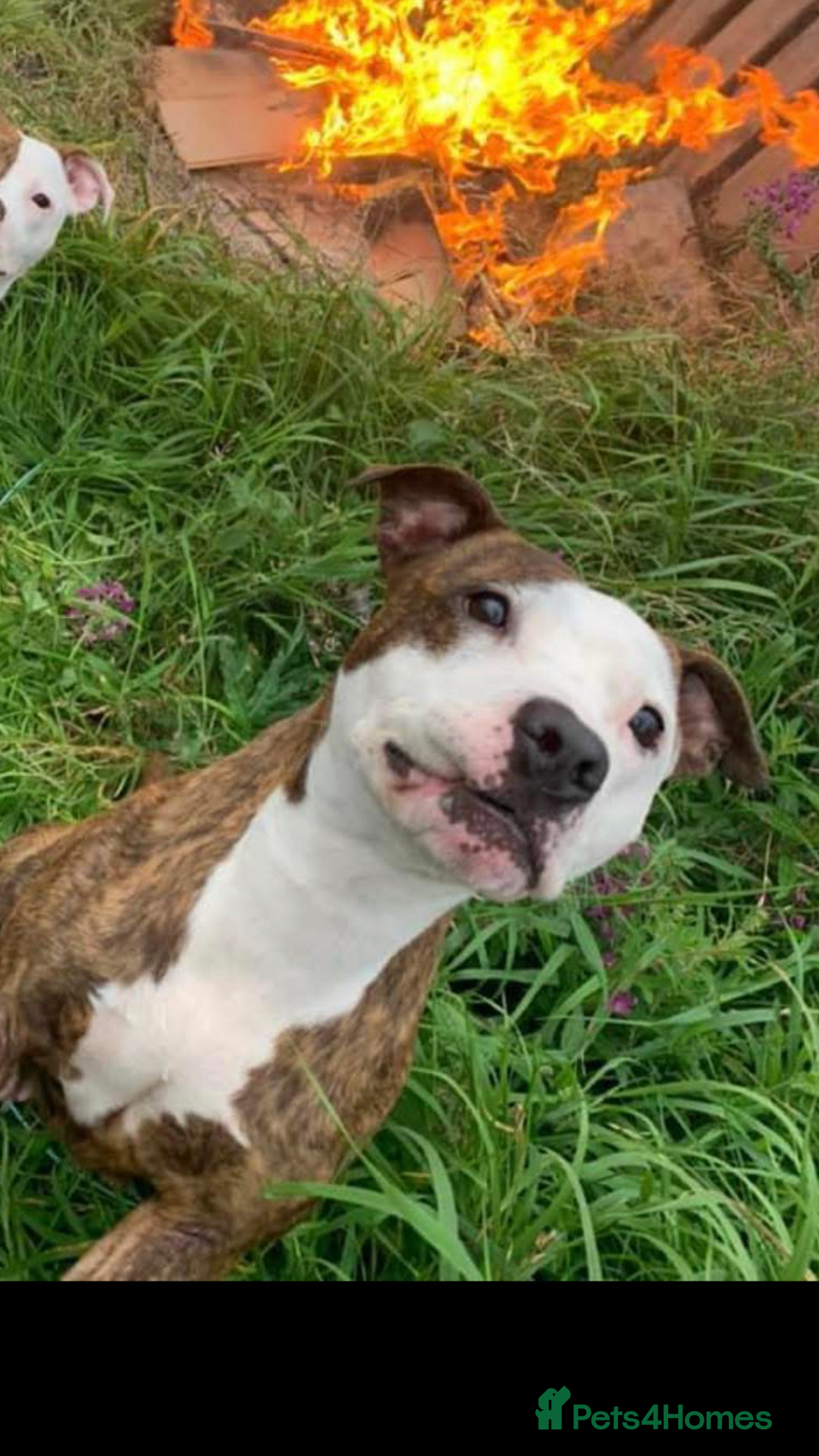 Staffordshire Bull Terrier dogs for sale: Loving Female staffy  - Image 3