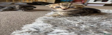 Scottish Fold 1