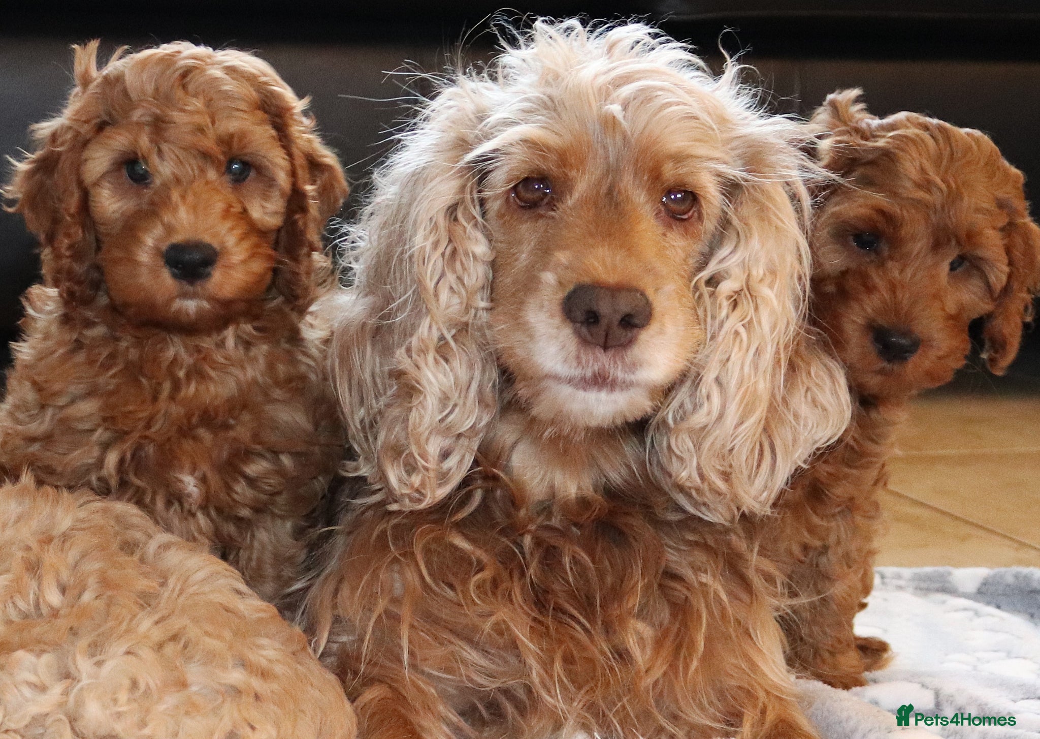 Cocker Spaniel dogs Female Show Cocker Spaniel - Advert 1