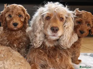 Cocker Spaniel dogs Female Show Cocker Spaniel - Advert 1