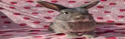 Mixed Breed rabbits for sale: 4 very tame Blue fawn plush mini lop rabbit - Advert 34