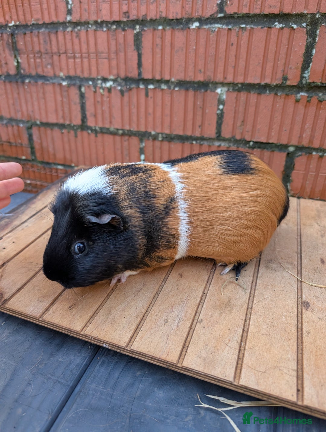 Guinea Pig rodents for sale: Guinea pig sows looking for new homes  - Advert 4