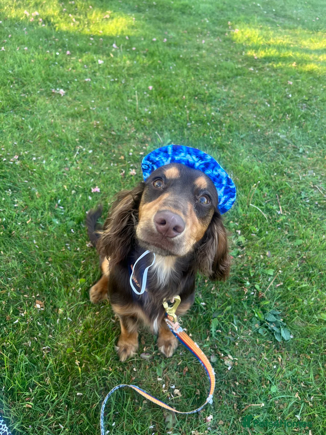 American Cocker Spaniel dogs for sale: Cocker spaniel  - Advert 3