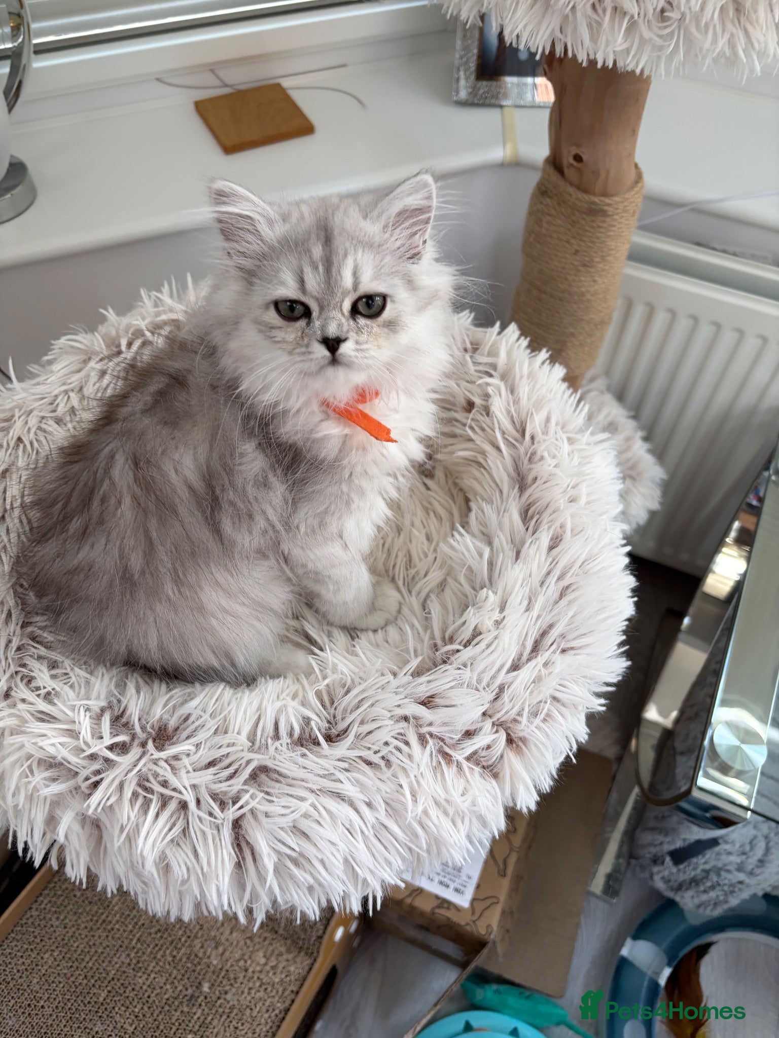 Persian cats Persian Kittens  - Advert 2