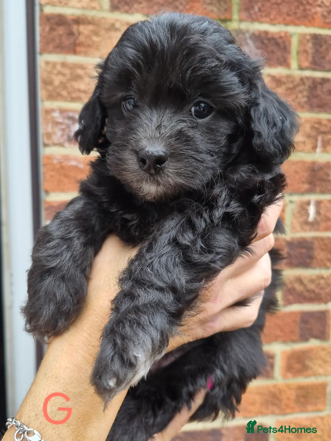 Maltipoo dogs for sale: F1 generation Maltipoo's - Advert 14