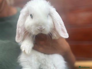 Dwarf Lop rabbits Three bunnies needing rehoming - Advert 1
