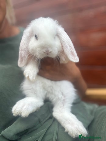 Dwarf Lop rabbits Three bunnies needing rehoming - Advert 1