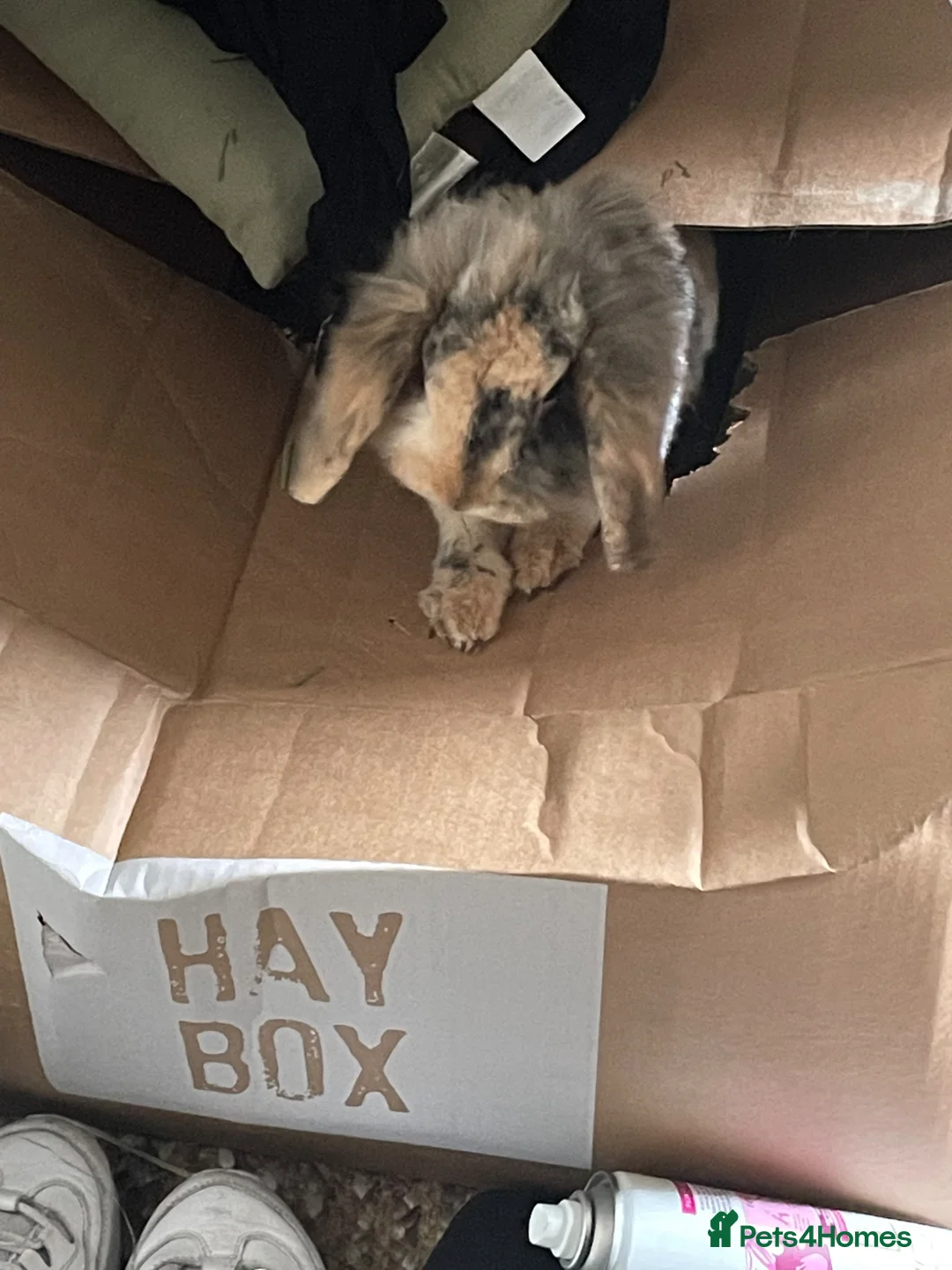 Mixed Breed rabbits for sale: Spayed Female House Rabbit  in London - Advert 2