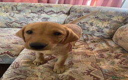 Labrador Retriever dogs for sale: KC REG Lab puppy ready to take home - Image 7