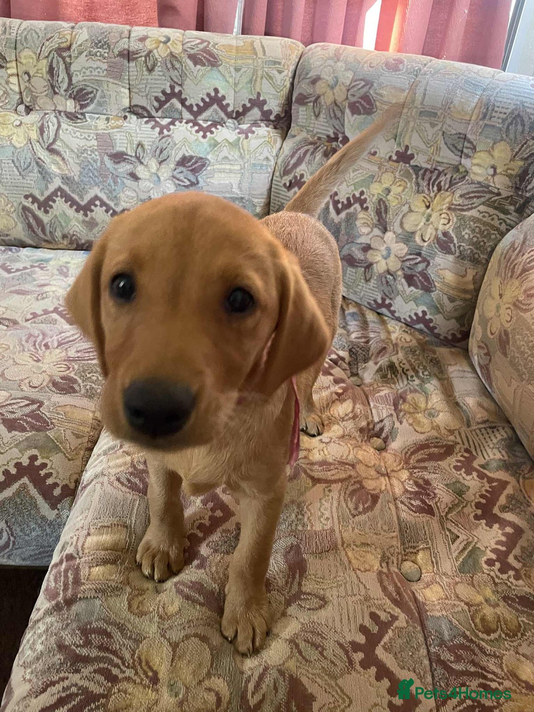 Labrador Retriever dogs for sale: KC REG Lab puppy ready to take home - Image 7