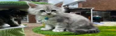 Maine Coon Kitten 2
