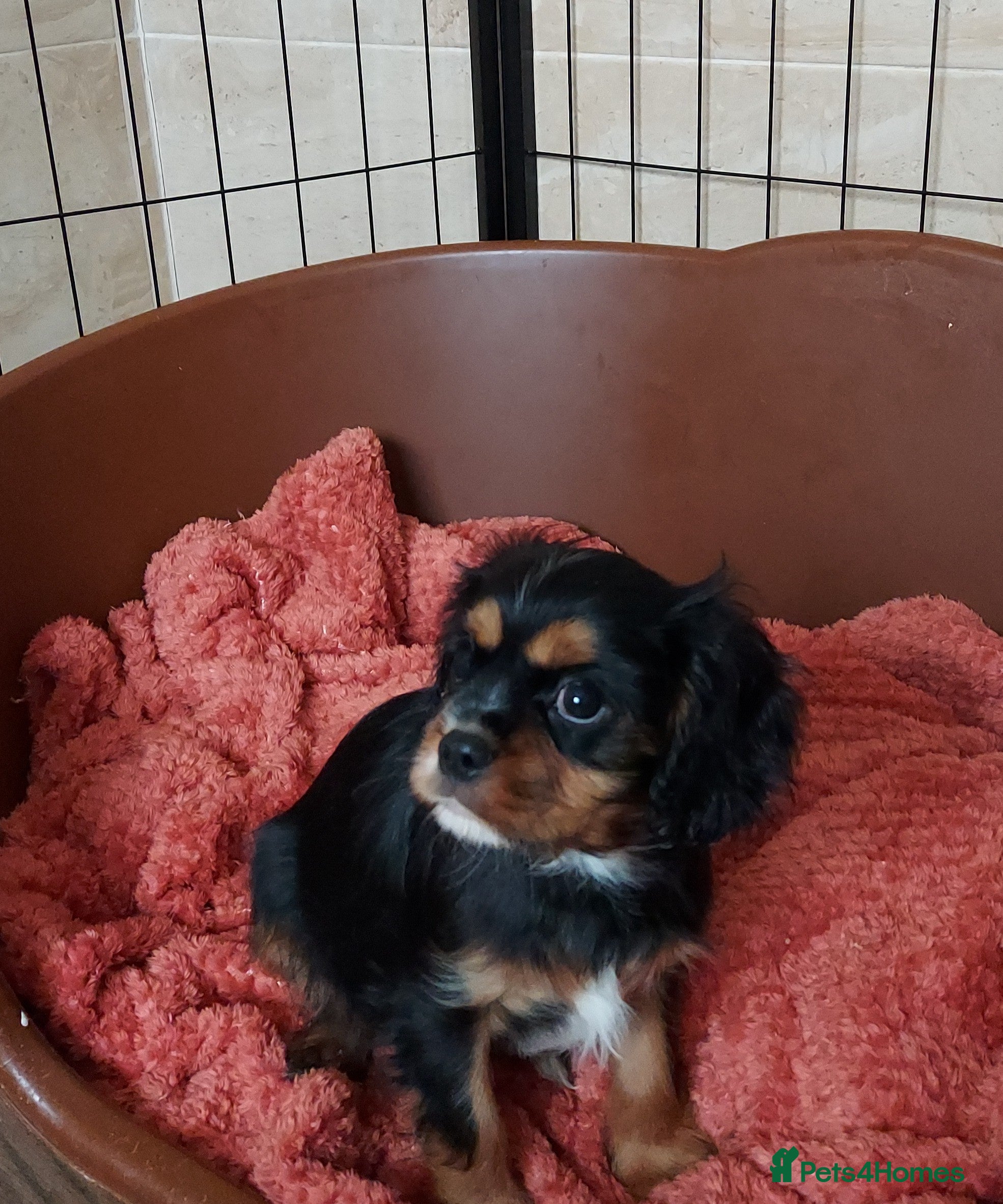 Cavalier King Charles Spaniel dogs GREAT QUALITY CKCS PUPPIES ( DWKC REGISTERED)/DNA - Advert 3