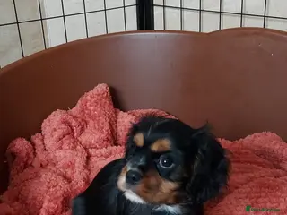 Cavalier King Charles Spaniel dogs GREAT QUALITY CKCS PUPPIES ( DWKC REGISTERED)/DNA - Advert 2
