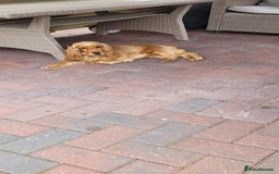 Cocker Spaniel dogs for sale: Show class golden cocker spaniel bitch kc reg - Image 3