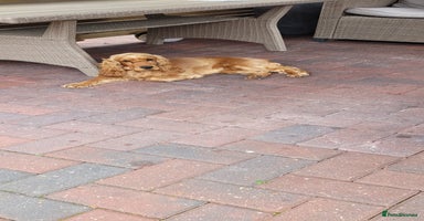 Cocker Spaniel dogs - Advert 2