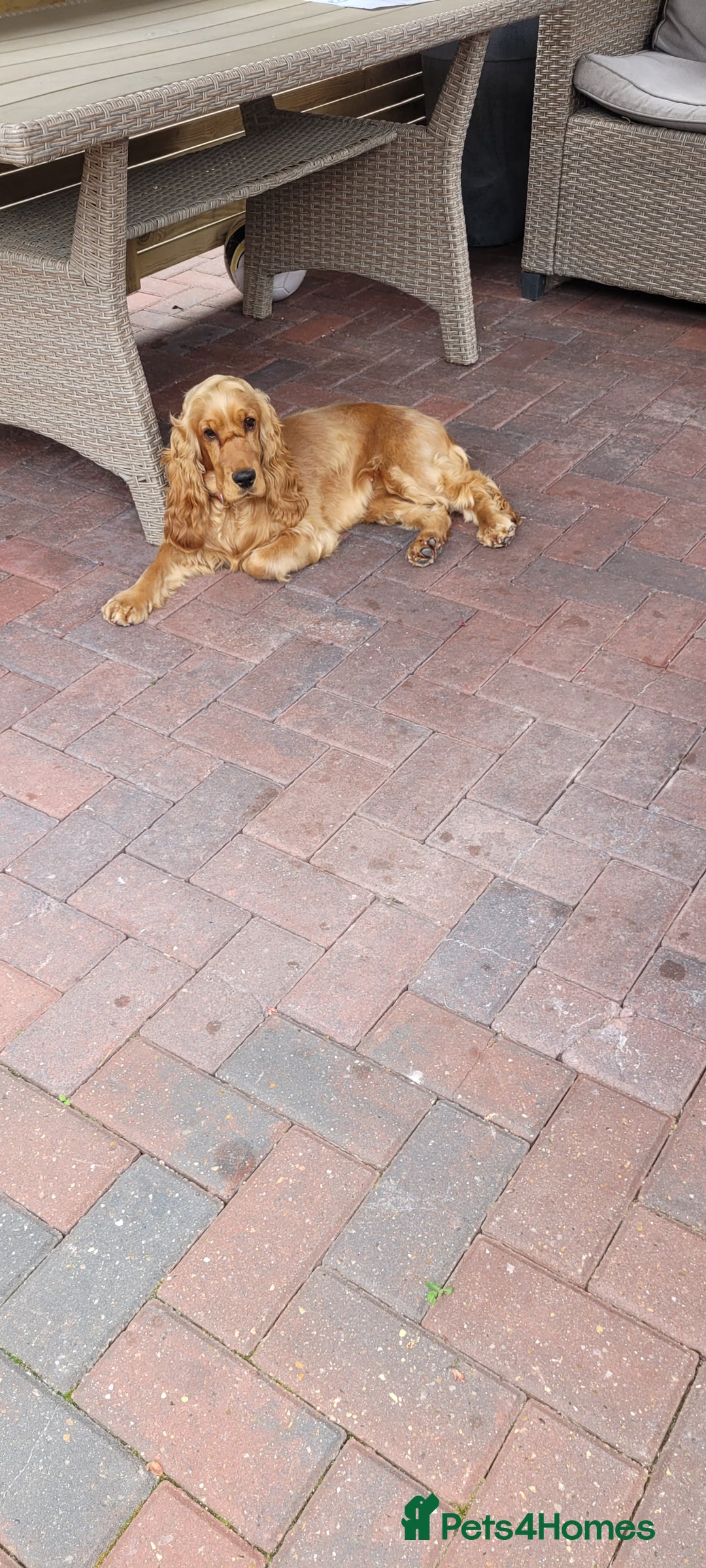 Cocker Spaniel dogs for sale: Show class golden cocker spaniel bitch kc reg - Image 3