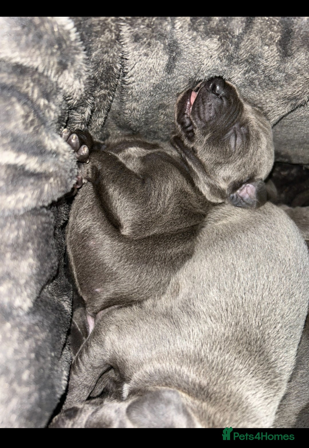 Whippet dogs for sale: Kennel club blue Whippet puppies Champion lines - Advert 2