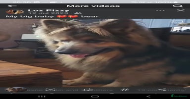 German Shepherd dogs - Advert 14