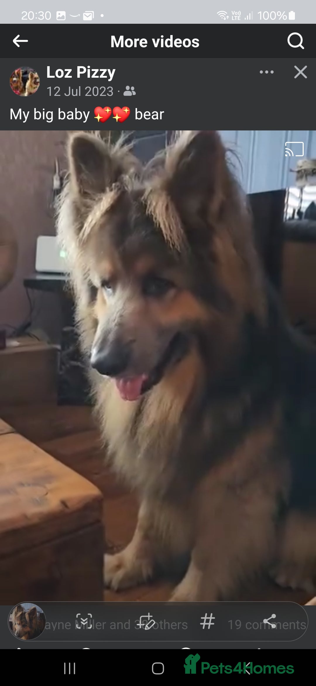 German Shepherd dogs for stud: German shepherd  - Image 2