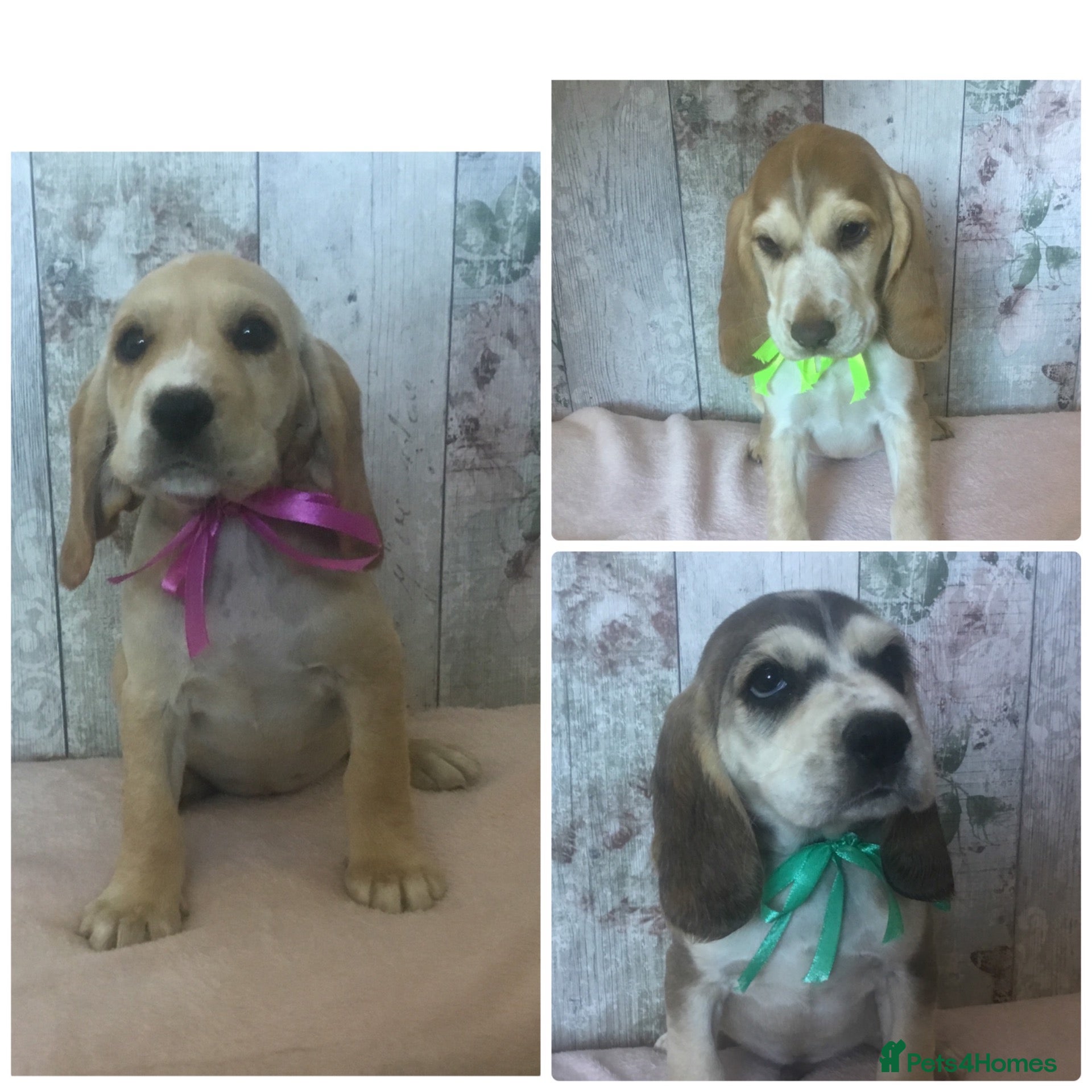 Mixed Breed dogs Chunky & strong Cockerdor pups - Advert 2