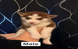 Siberian Husky dogs for sale: Beautiful husky pups 🔥 only 3 male pups left 🔥 - Advert 2