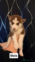 Siberian Husky dogs Beautiful husky puppies for sale 🐶 - Advert 16