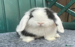 Mini Lop rabbits for sale: Mini Lop Black Extreme Doe - Image 4