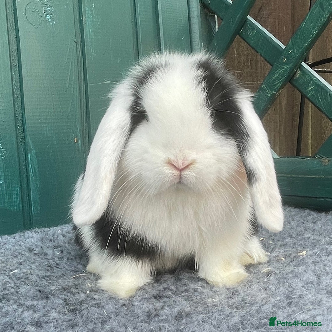 Mini Lop rabbits for sale: Mini Lop Black Extreme Doe - Image 4