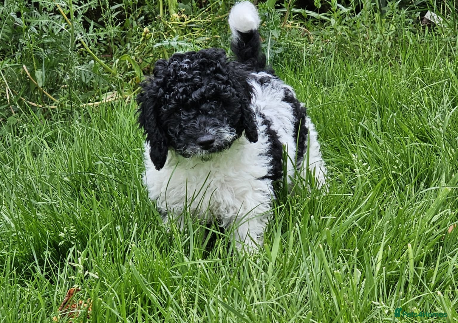Cavapoo dogs LAST BOY VET CHECKED STUNNING F1B CAVAPOO   - Advert 1