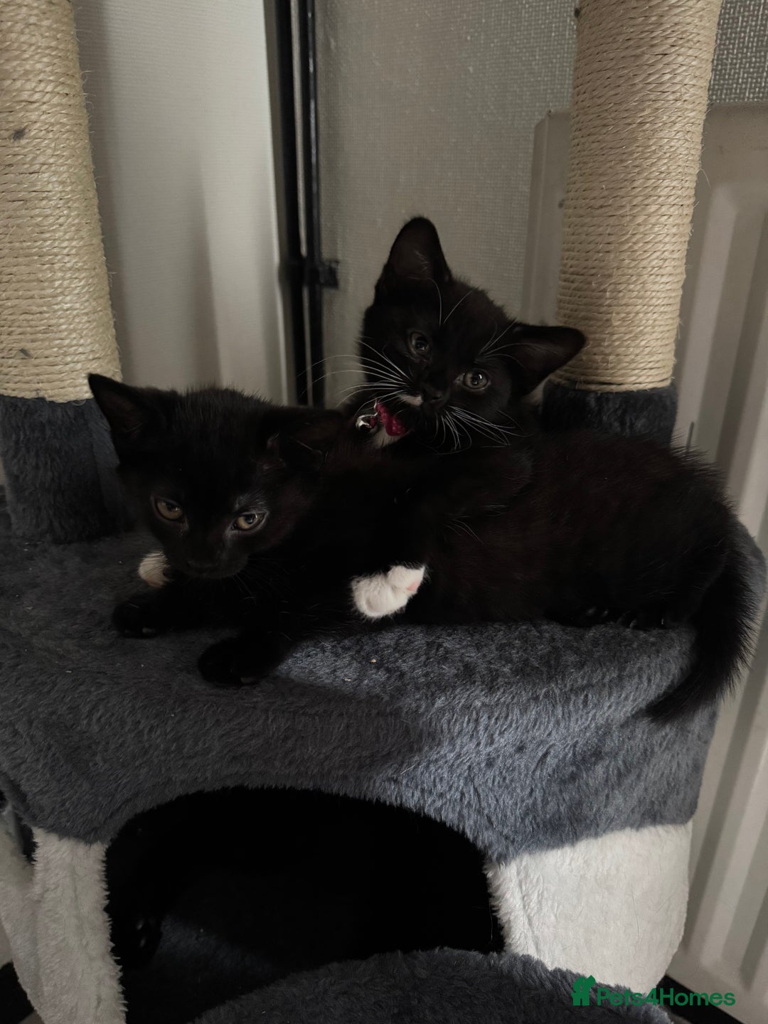 Bombay cats for sale: Bombay Girl Kittens Looking for Loving Homes  - Advert 13