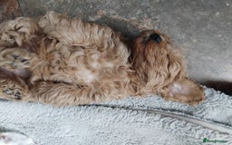Cockapoo dogs for sale: Cockapoo female puppy  - Image 14