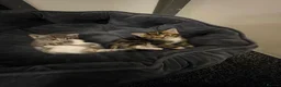Mixed Breed cats for sale: Adorable mixedbreed kittens ready for a loving hm in West Bromwich - Advert 3