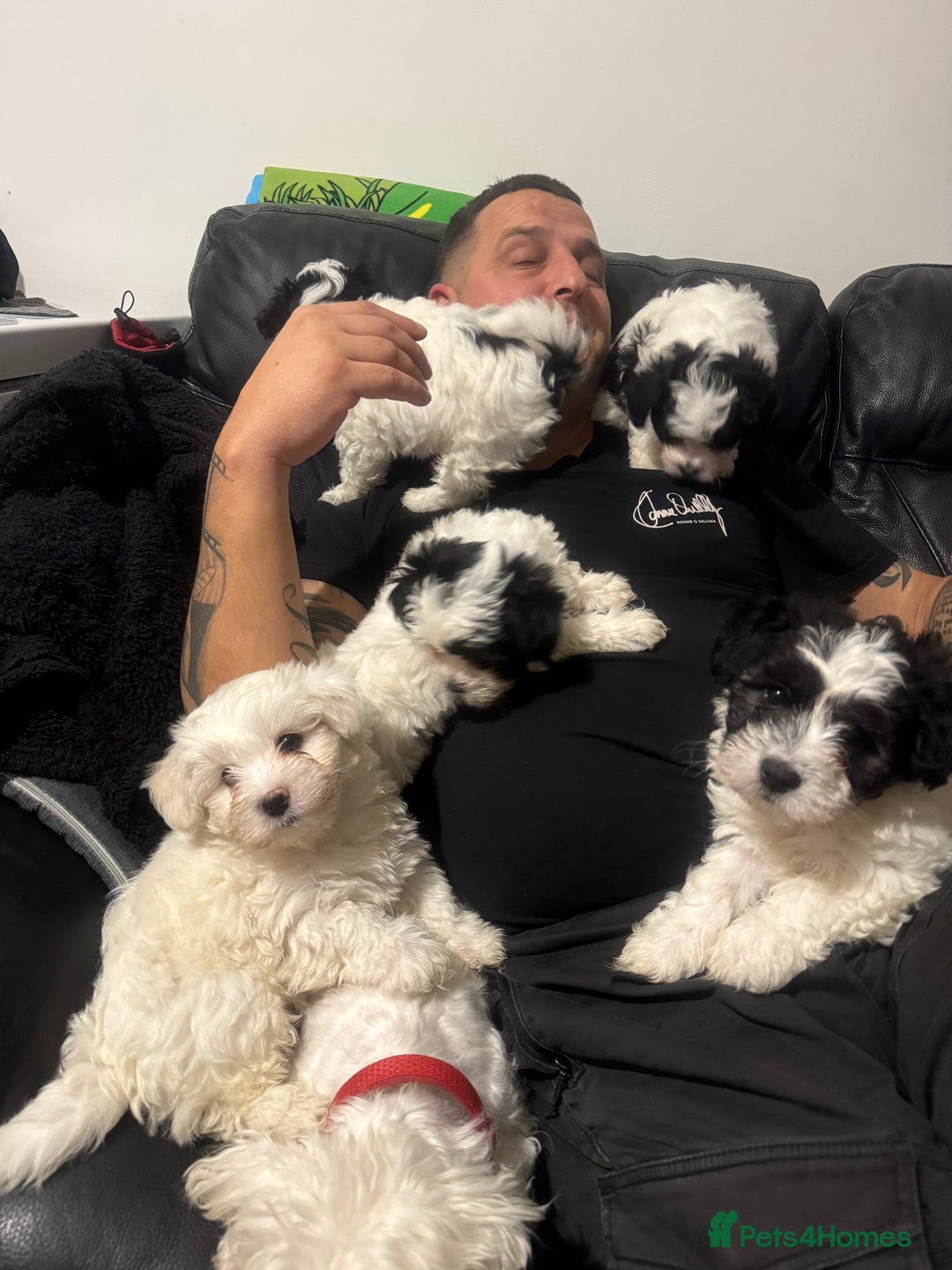 Bichon Frise dogs for sale: Bichon Frise X Bichon Havanez  - Advert 24