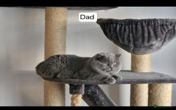 British Shorthair cats for sale: Tica Registered Blue British Shorthair kittens - Image 32