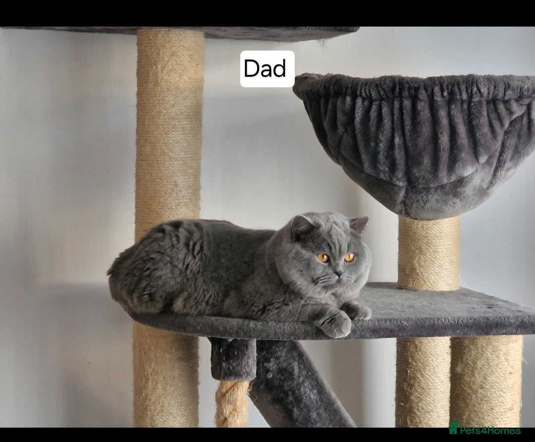 British Shorthair cats for sale: Tica Registered Blue British Shorthair kittens - Image 32