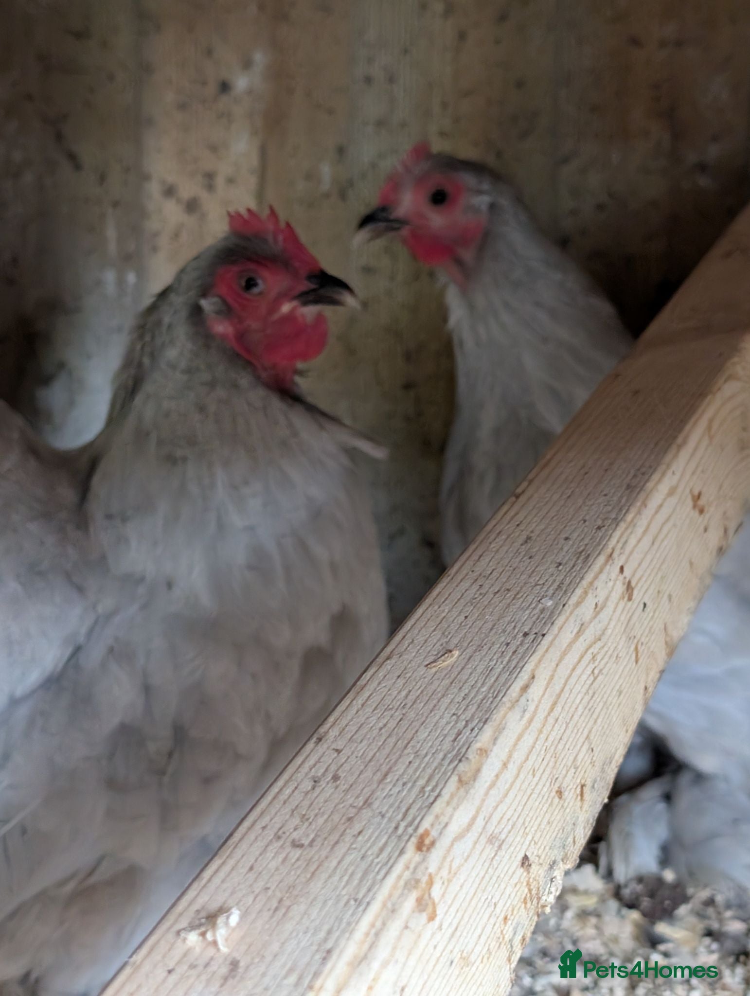 Chickens poultry Trio lavender pekin - Advert 1