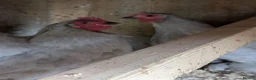 Chickens poultry for sale: Trio lavender pekin - Advert 1