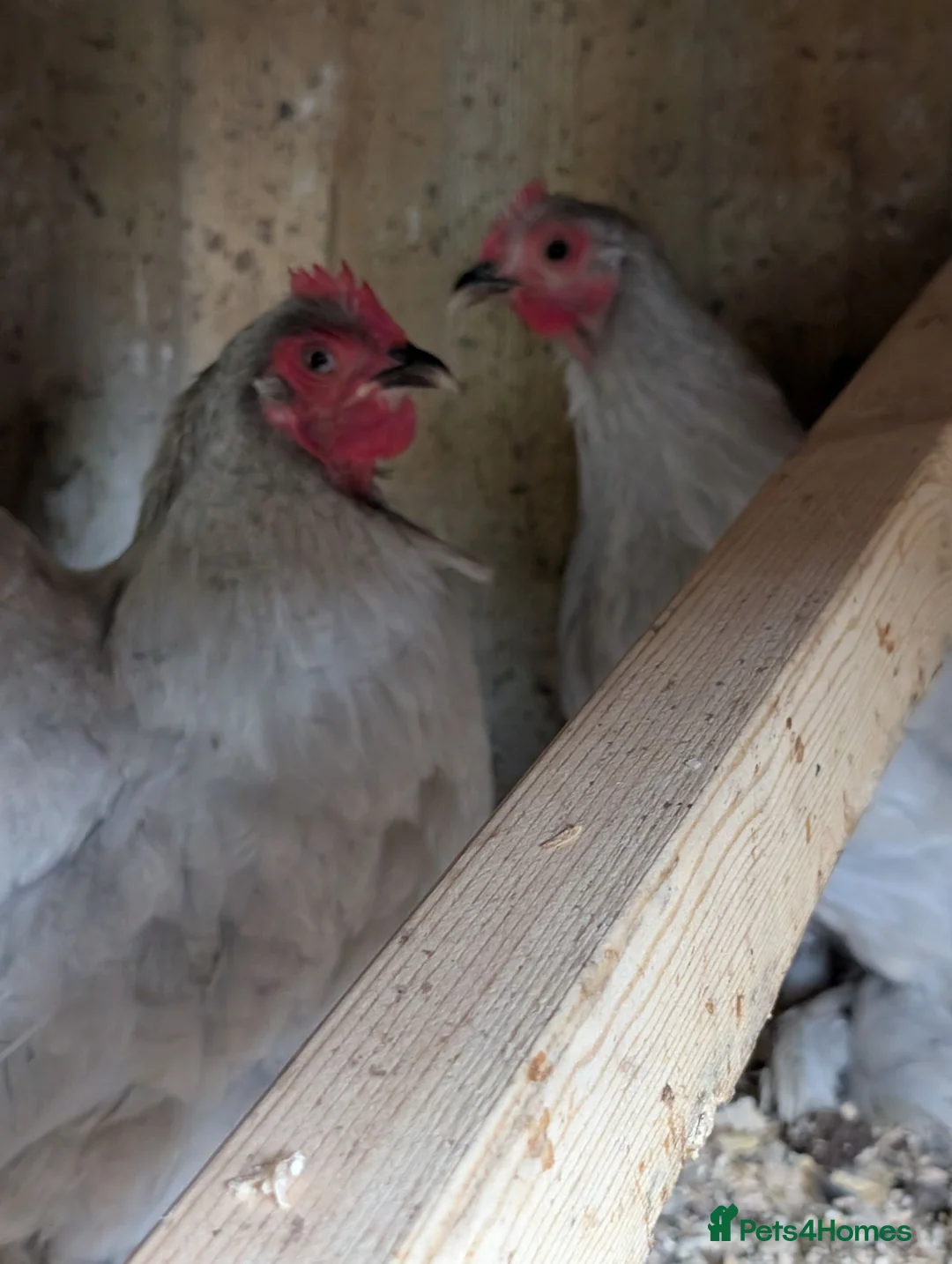Chickens poultry for sale: Trio lavender pekin - Advert 1