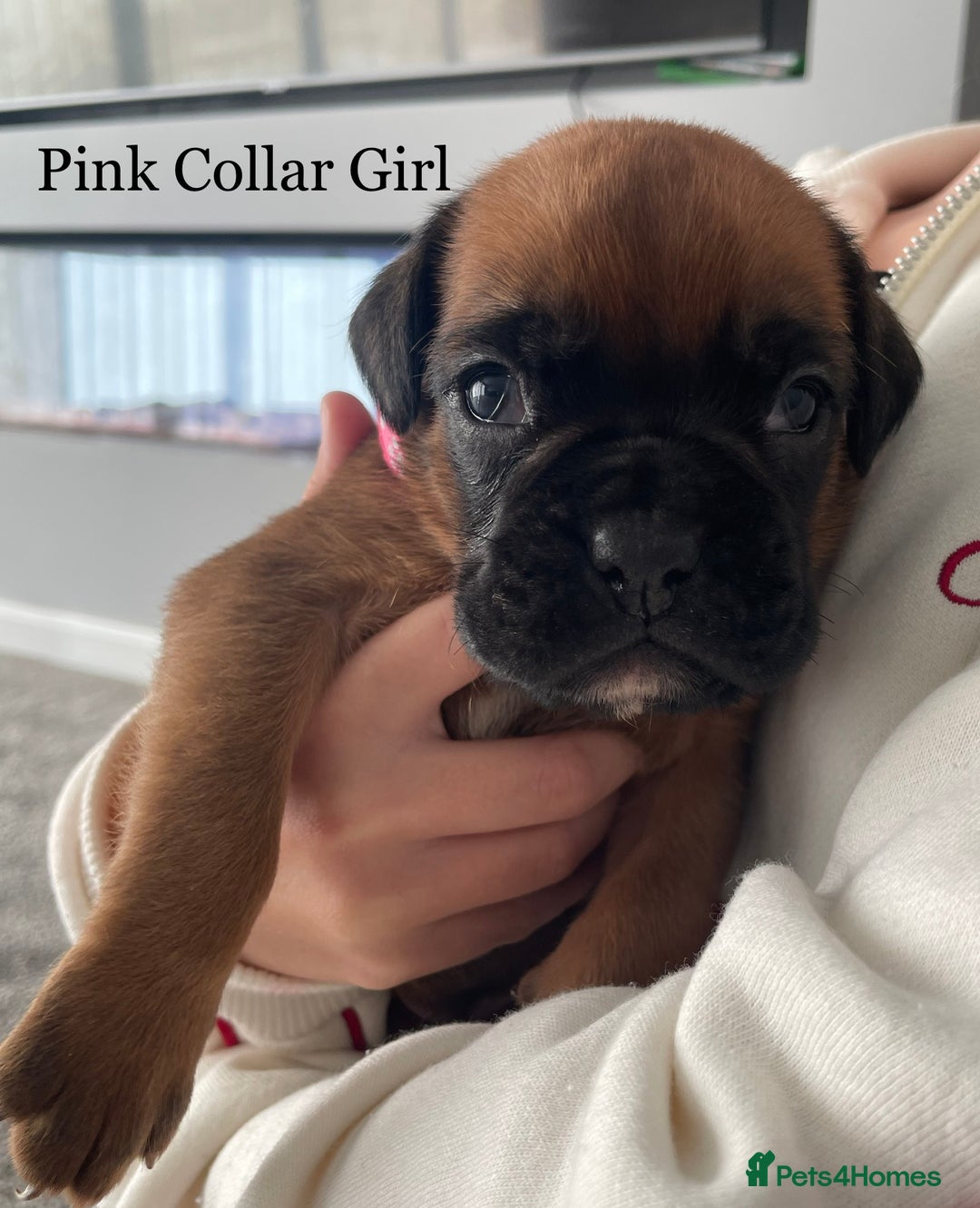 Boxer dogs for sale: 5 Beautiful KC Registered Boxer Puppies - Image 1