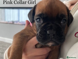 Boxer dogs - Advert 1