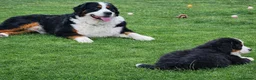 Bernese Mountain Dog dogs for sale: 3 Beautiful Bernese Mountain Dog Girls Available - Advert 3