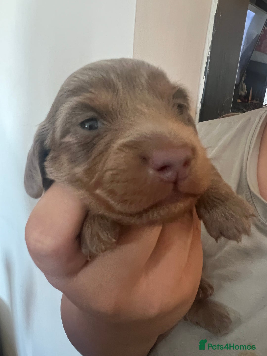 Miniature Dachshund dogs for sale: Isabella and tan miniature dachshund  - Image 2