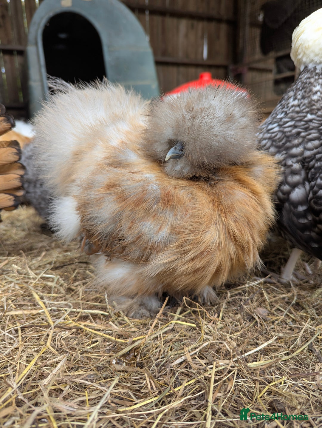 Chickens poultry for sale: Beautiful POL Pullets USA Silkies, Polish bantams  - Image 16
