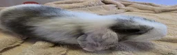 Mini Lop rabbits for sale: Beautiful mini lop x mini lion lop babies for sale - Advert 4