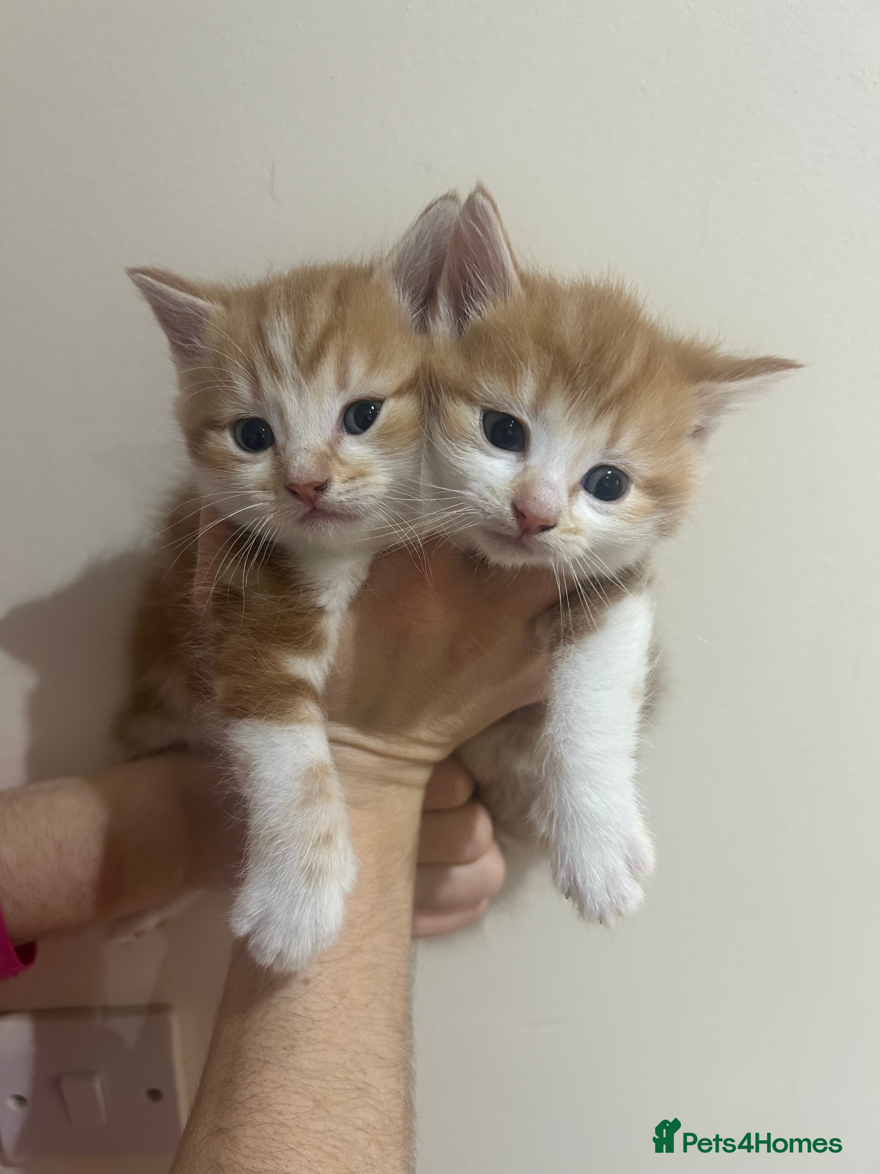 Mixed Breed cats Adorable  **  ready kittens 🎅🏼 ** 🎁2LEFT - Advert 4