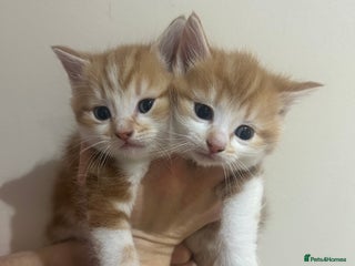 Mixed Breed cats Adorable ** ready kittens 🎅🏼 ** 🎁2LEFT - Advert 4