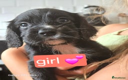 Cocker Spaniel dogs for sale: Cocker spaniel puppies 🐶  - Image 5