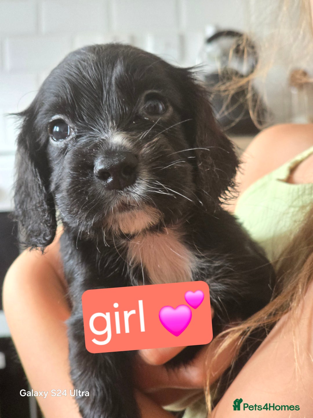 Cocker Spaniel dogs for sale: Cocker spaniel puppies 🐶  - Image 5
